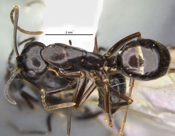 Media type: image;   Entomology 710233 Aspect: habitus dorsal view